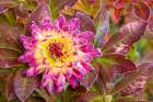 USA, Washington State, Sammamish. Garden with frost on dahlia Art Print